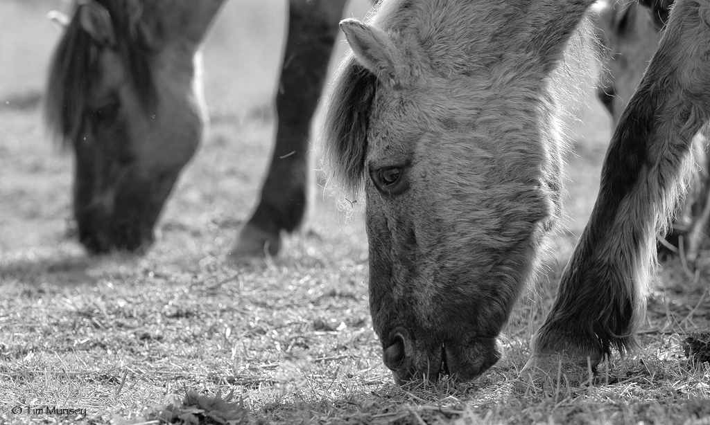 Konik Horses 0410_7.jpg